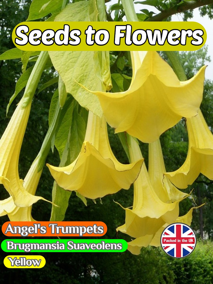ANGEL'S TRUMPETS BRUGMANSIA SUAVEOLENS - YELLOW - TROPICAL - 13 BEST QUALITY SEEDS