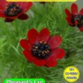 PHEASANT'S EYE - ADONIS AESTIVALIS - RED -360 FLOWER SEEDS - COMPOSTABLE PACKET