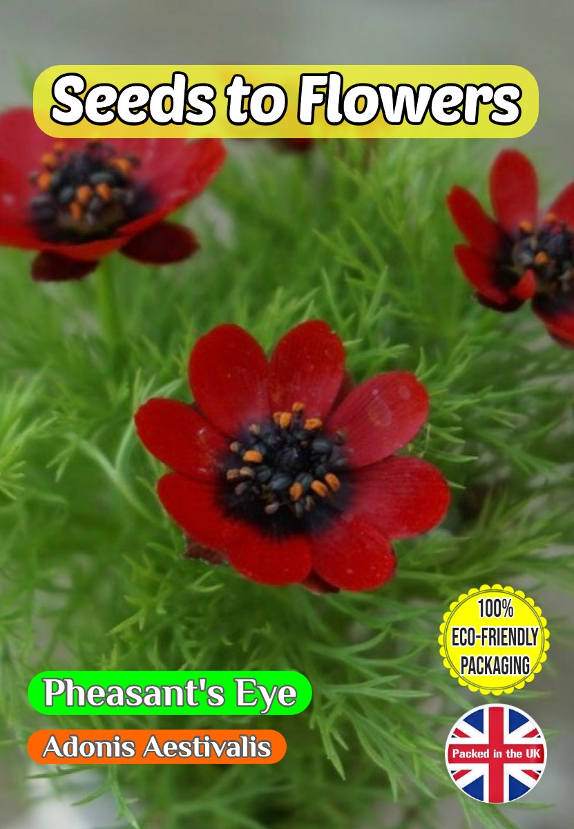PHEASANT'S EYE - ADONIS AESTIVALIS - RED -360 FLOWER SEEDS - COMPOSTABLE PACKET