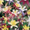 AQUILEGIA MCKANA - GIANTS MIXED - PERENNIAL - 400 BEST QUALITY FLOWER SEEDS