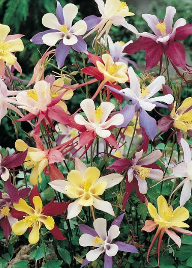 AQUILEGIA MCKANA - GIANTS MIXED - PERENNIAL - 400 BEST QUALITY FLOWER SEEDS