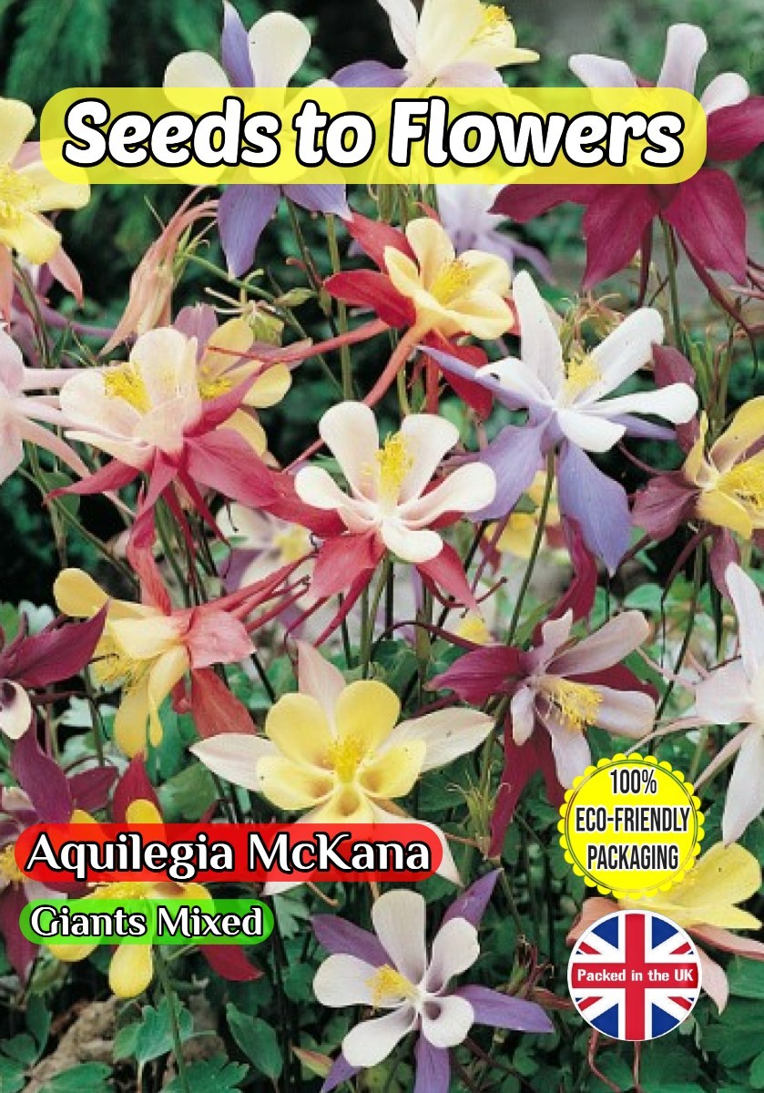 AQUILEGIA MCKANA - GIANTS MIXED - PERENNIAL - 800 FLOWER SEEDS - COMPOSTABLE PACK