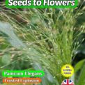 PANICUM ELEGANS - FROSTED EXPLOSION - ORNAMENTAL GRASS - 600 FLOWER SEEDS - COMPOSTABLE PACKET
