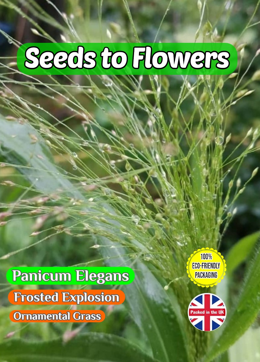PANICUM ELEGANS - FROSTED EXPLOSION - ORNAMENTAL GRASS - 600 FLOWER SEEDS - COMPOSTABLE PACKET