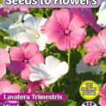 LAVATERA TRIMESTRIS - MIXED -375 BEST FLOWER SEEDS - FULLY COMPOSTABLE PACKET