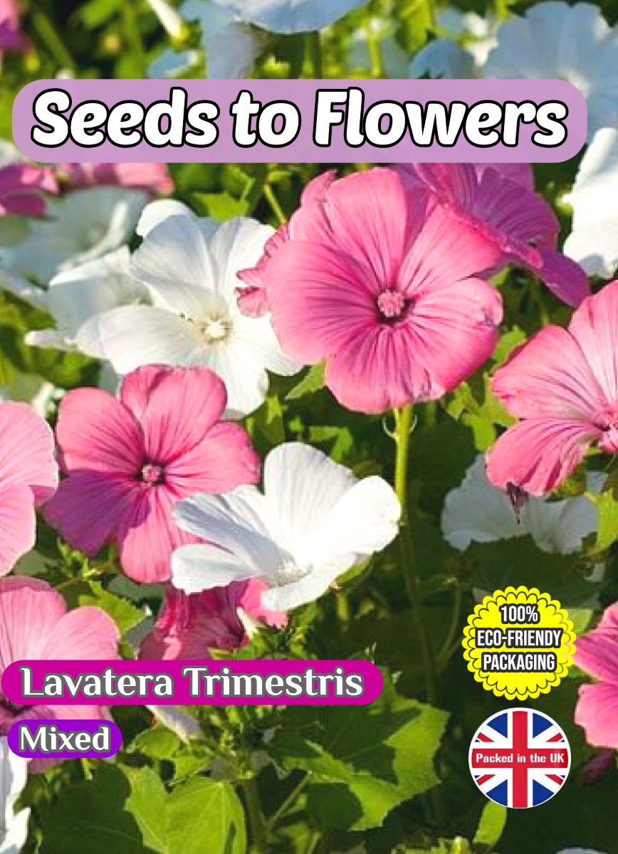 LAVATERA TRIMESTRIS - MIXED -375 BEST FLOWER SEEDS - FULLY COMPOSTABLE PACKET