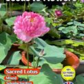 SACRED LOTUS - NELUMBO NUCIFERA - MIXED - AQUATIC PLANT - 7 BEST SEEDS - FULLY COMPOSTABLE PACKET