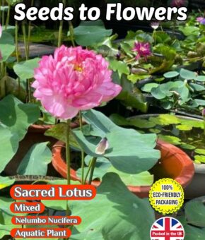 SACRED LOTUS - NELUMBO NUCIFERA - MIXED - AQUATIC PLANT - 7 BEST SEEDS - FULLY COMPOSTABLE PACKET