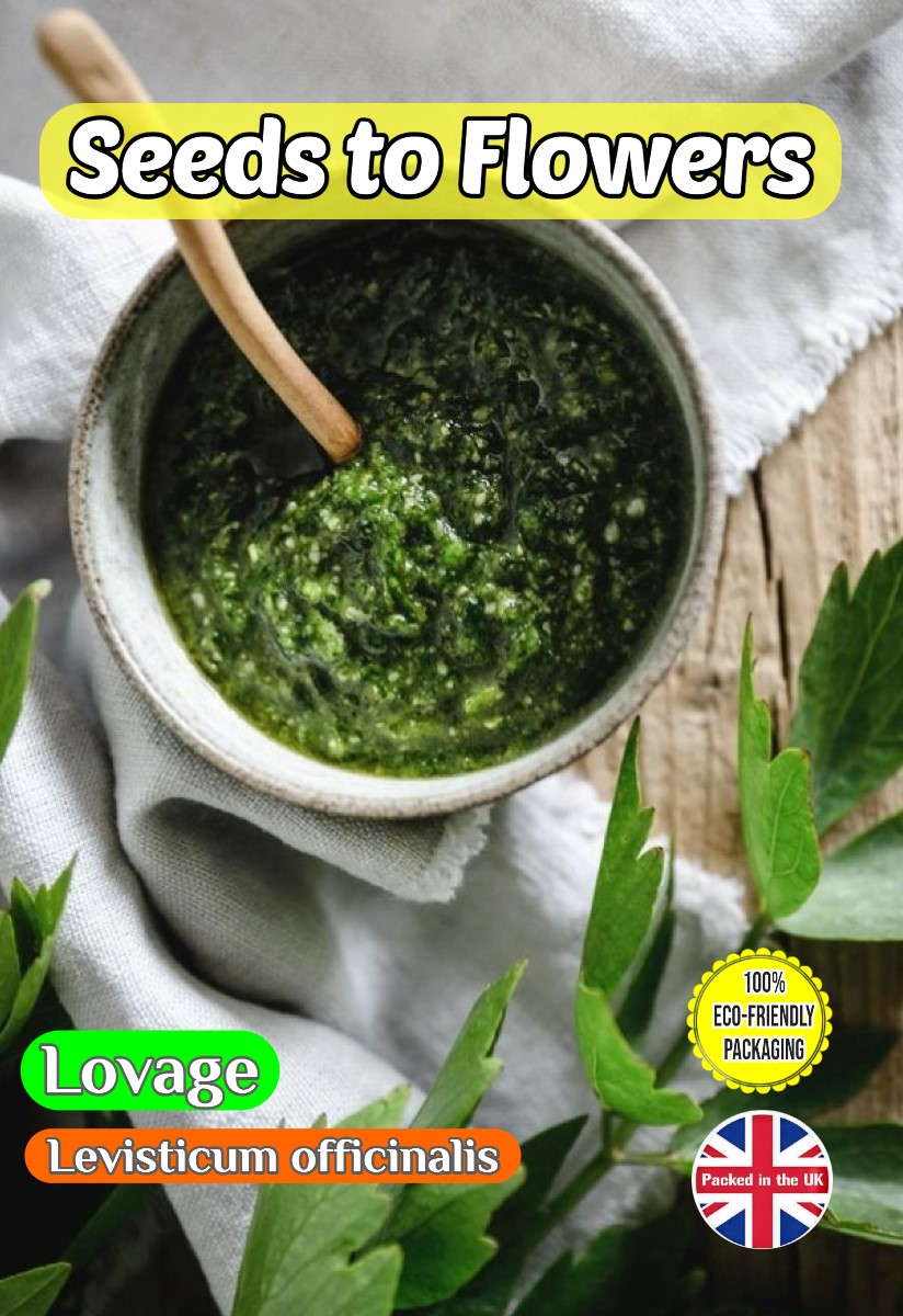 LOVAGE - LEVISTICUM OFFICINALIS - 420 HIGH QUALITY HERB SEEDS COMPOSTABLE PACKET
