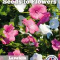 LAVATERA TRIMESTRIS - MIXED - 250 BEST FLOWER SEEDS