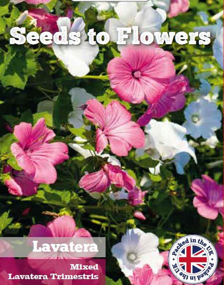 LAVATERA TRIMESTRIS - MIXED - 250 BEST FLOWER SEEDS