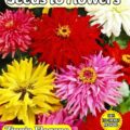 ZINNIA ELEGANS - GIANT CACTUS MIXED - 300 FLOWER SEEDS - FULLY COMPOSTABLE PACKET