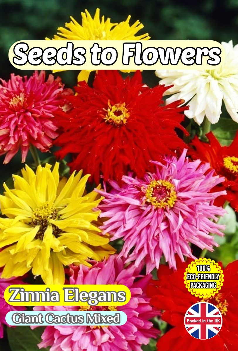 ZINNIA ELEGANS - GIANT CACTUS MIXED - 300 FLOWER SEEDS - FULLY COMPOSTABLE PACKET
