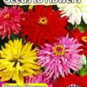 ZINNIA ELEGANS - GIANT CACTUS MIXED - 200 HIGH QUALITY FLOWER SEEDS