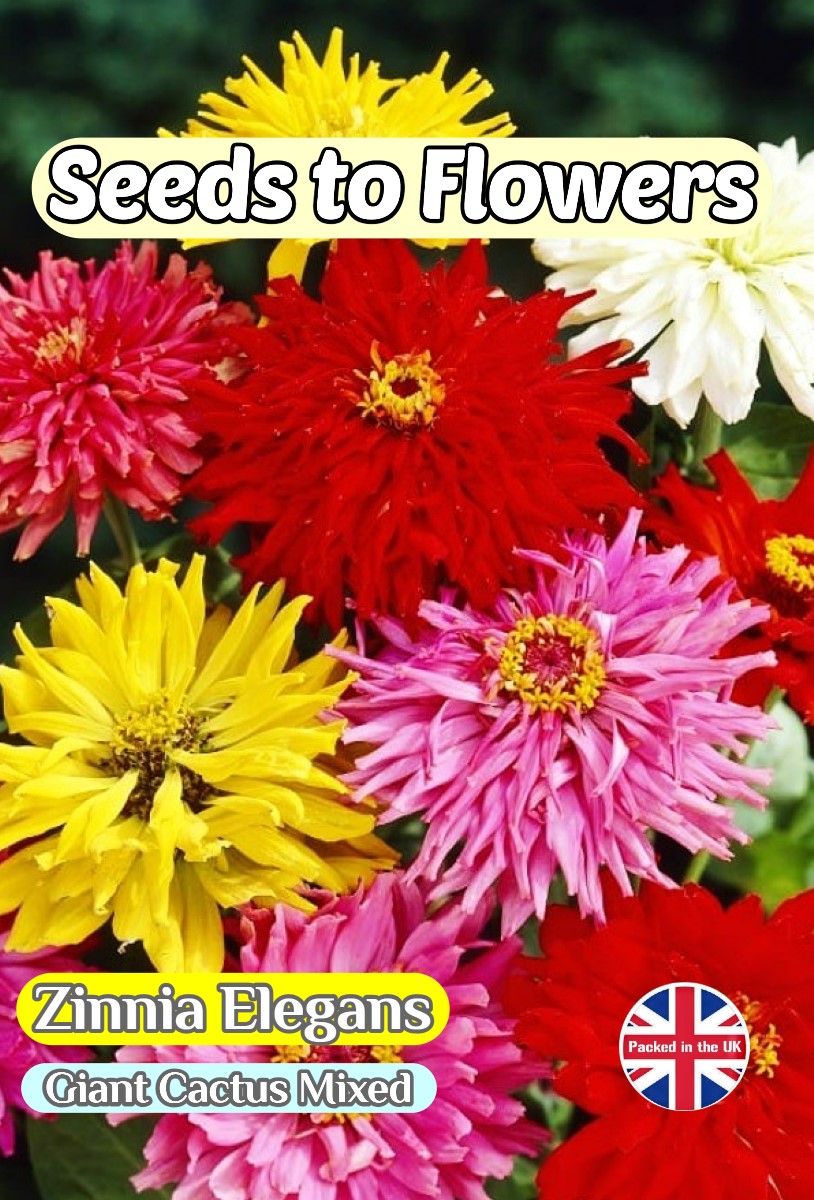 ZINNIA ELEGANS - GIANT CACTUS MIXED - 200 HIGH QUALITY FLOWER SEEDS