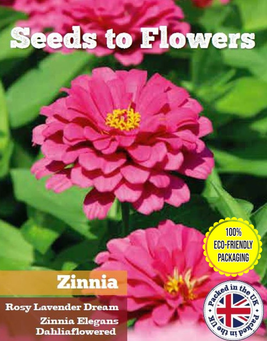 ZINNIA - ROSY LAVENDER - ZINNIA ELEGANS - DOUBLE - 250 SEEDS - COMPOSTABLE PACK