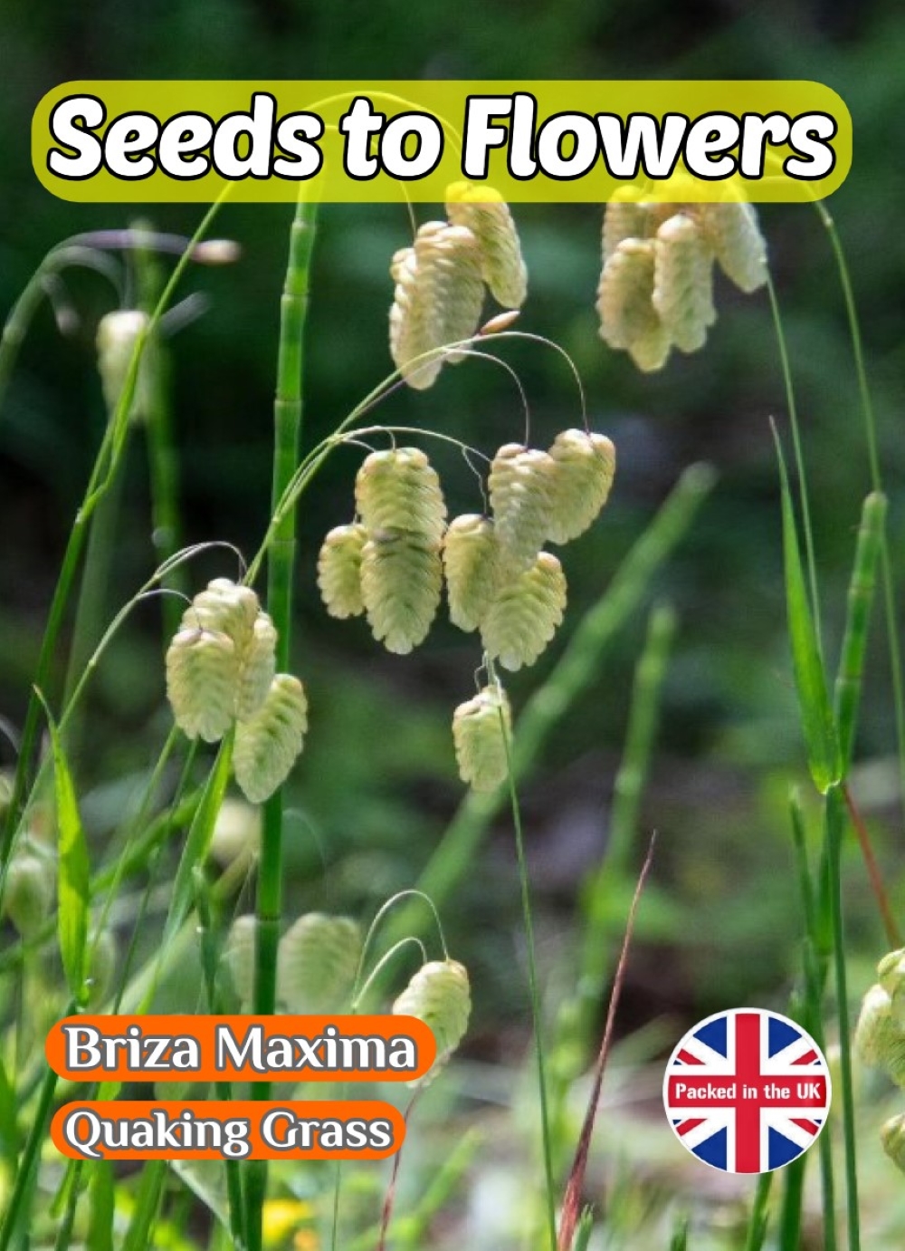 ORNAMENTAL GRASS - BRIZA MAXIMA - QUAKING PEARL GRASS 250 750 1250 SEED PACKET