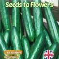 CUCUMBER - BETA ALPHA - MEDIUM SIZED - 60 HIGH QUALITY VEGETABLE SEEDS - BARGAIN
