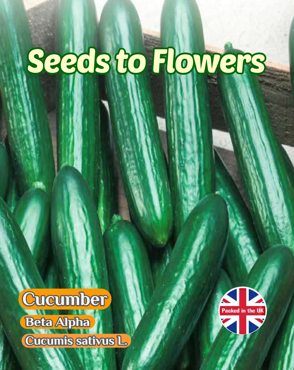CUCUMBER - BETA ALPHA - MEDIUM SIZED - 60 HIGH QUALITY VEGETABLE SEEDS - BARGAIN