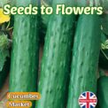 CUCUMBER - MARKET - VERY PRODUCTIVE - 80 HIGH QUALITY VEGETABLE SEEDS - BARGAIN
