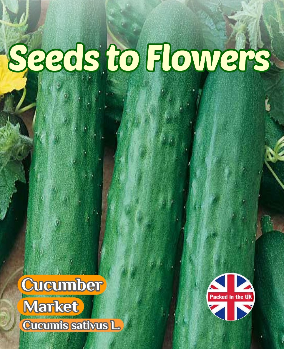 CUCUMBER - MARKET - VERY PRODUCTIVE - 80 HIGH QUALITY VEGETABLE SEEDS - BARGAIN