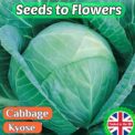 CABBAGE - KYOSE - 1000 HIGH QUALITY VEGETABLE SEEDS - BRASSICA OLERACEA L.