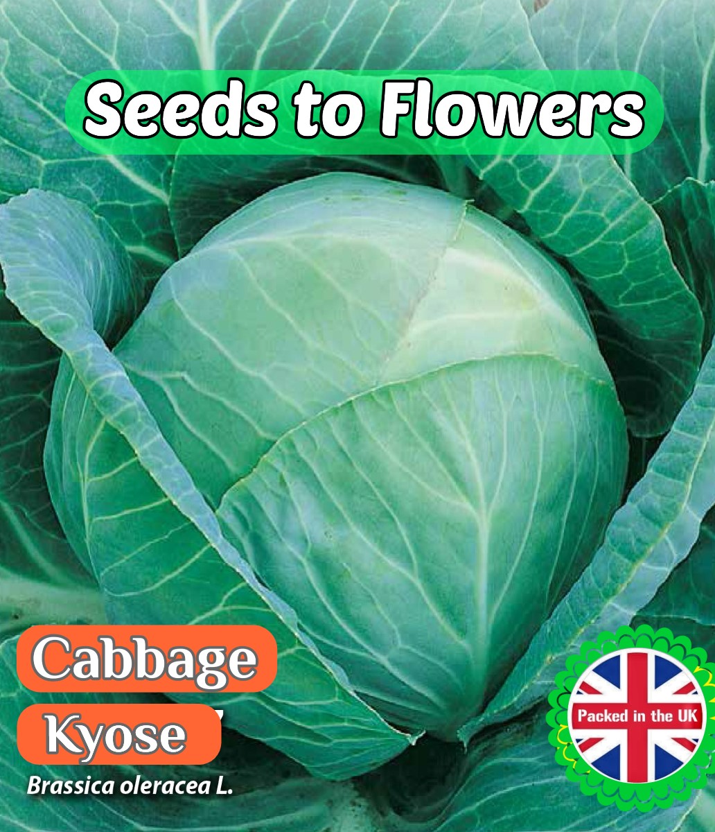 CABBAGE - KYOSE - 1000 HIGH QUALITY VEGETABLE SEEDS - BRASSICA OLERACEA L.