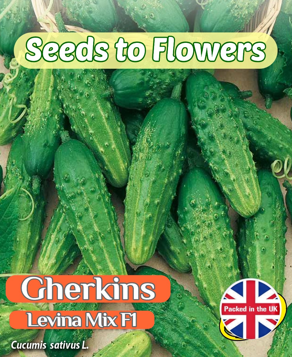 GHERKIN - LEVINA MIX F1 - EARLY VARIETY - 35 HIGH QUALITY VEGETABLE SEEDS