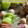 CHICKPEA - ARES - EARLY VARIETY - 30 BEST SEEDS - GROW YOUR OWN CHICKPEAS