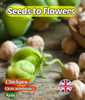 CHICKPEA - ARES - EARLY VARIETY - 30 BEST SEEDS - GROW YOUR OWN CHICKPEAS