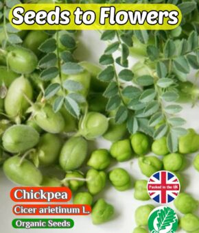 CHICKPEA - CICER ARIETINUM L. - 20 ORGANIC SEEDS - GROW YOUR OWN CHICKPEAS