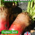FODDER BEET - RED MAMMOTH - BETA VULGARIS L. - 600 HIGH QUALITY SEEDS