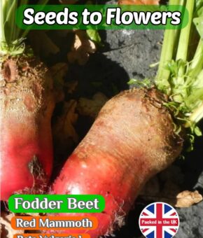 FODDER BEET - RED MAMMOTH - BETA VULGARIS L. - 600 HIGH QUALITY SEEDS