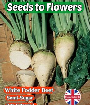 WHITE FODDER BEET - SEMI SUGAR - BETA VULGARIS L. - 600 HIGH QUALITY SEEDS