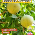 AEGLE MARMELOS - BAEL TREE -BENGAL QUINCE - EDIBLE - 15 SEEDS - FULLY COMPOSTABLE PACKET