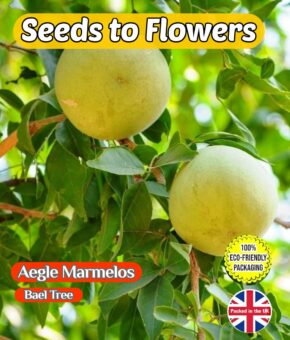 AEGLE MARMELOS - BAEL TREE -BENGAL QUINCE - EDIBLE - 15 SEEDS - FULLY COMPOSTABLE PACKET