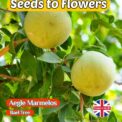 AEGLE MARMELOS - BAEL TREE -BENGAL QUINCE - EDIBLE TREE SHRUB - 10 SEEDS