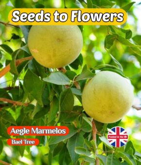 AEGLE MARMELOS - BAEL TREE -BENGAL QUINCE - EDIBLE TREE SHRUB - 10 SEEDS