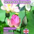 SACRED LOTUS - NELUMBO NUCIFERA - MIXED - AQUATIC PLANT - 5 BEST SEEDS