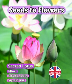 SACRED LOTUS - NELUMBO NUCIFERA - MIXED - AQUATIC PLANT - 5 BEST SEEDS