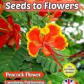 PEACOCK FLOWER CAESALPINIA PULCHERRIMA HARDY TROPICAL SHRUB COMPOSTABLE PACK - 10 BEST SEEDS