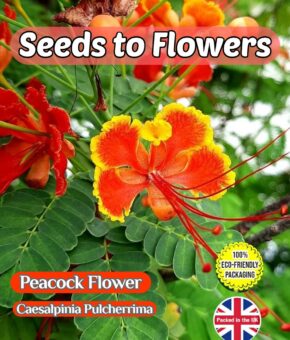 PEACOCK FLOWER CAESALPINIA PULCHERRIMA HARDY TROPICAL SHRUB COMPOSTABLE PACK - 10 BEST SEEDS