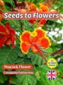 PEACOCK FLOWER CAESALPINIA PULCHERRIMA HARDY TROPICAL SHRUB COMPOSTABLE PACK - 10 BEST SEEDS