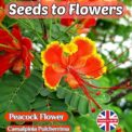 PEACOCK FLOWER CAESALPINIA PULCHERRIMA HARDY TROPICAL SHRUB TREE - 7 BEST SEEDS