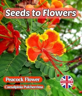 PEACOCK FLOWER CAESALPINIA PULCHERRIMA HARDY TROPICAL SHRUB TREE - 7 BEST SEEDS