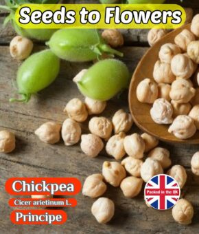 CHICKPEA - PRINCIPE - 20 HIGH QUALITY SEEDS - GROW YOUR OWN CHICKPEAS