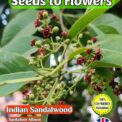 INDIAN SANDALWOOD - SANTALUM ALBUM - AROMATIC MEDICINAL TREE SHRUB- 15 SEEDS - COMPOSTABLE PACKET