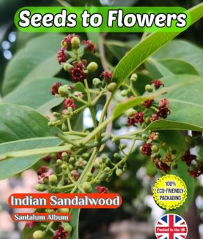 INDIAN SANDALWOOD - SANTALUM ALBUM - AROMATIC MEDICINAL TREE SHRUB- 15 SEEDS - COMPOSTABLE PACKET