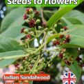 INDIAN SANDALWOOD - SANTALUM ALBUM - AROMATIC MEDICINAL TREE SHRUB- 10 BEST SEEDS