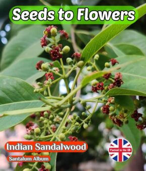 INDIAN SANDALWOOD - SANTALUM ALBUM - AROMATIC MEDICINAL TREE SHRUB- 10 BEST SEEDS